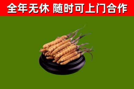 深汕烟酒回收冬虫夏草.jpg