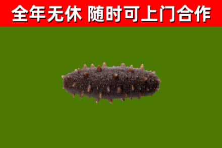 深汕烟酒回收干海参.jpg